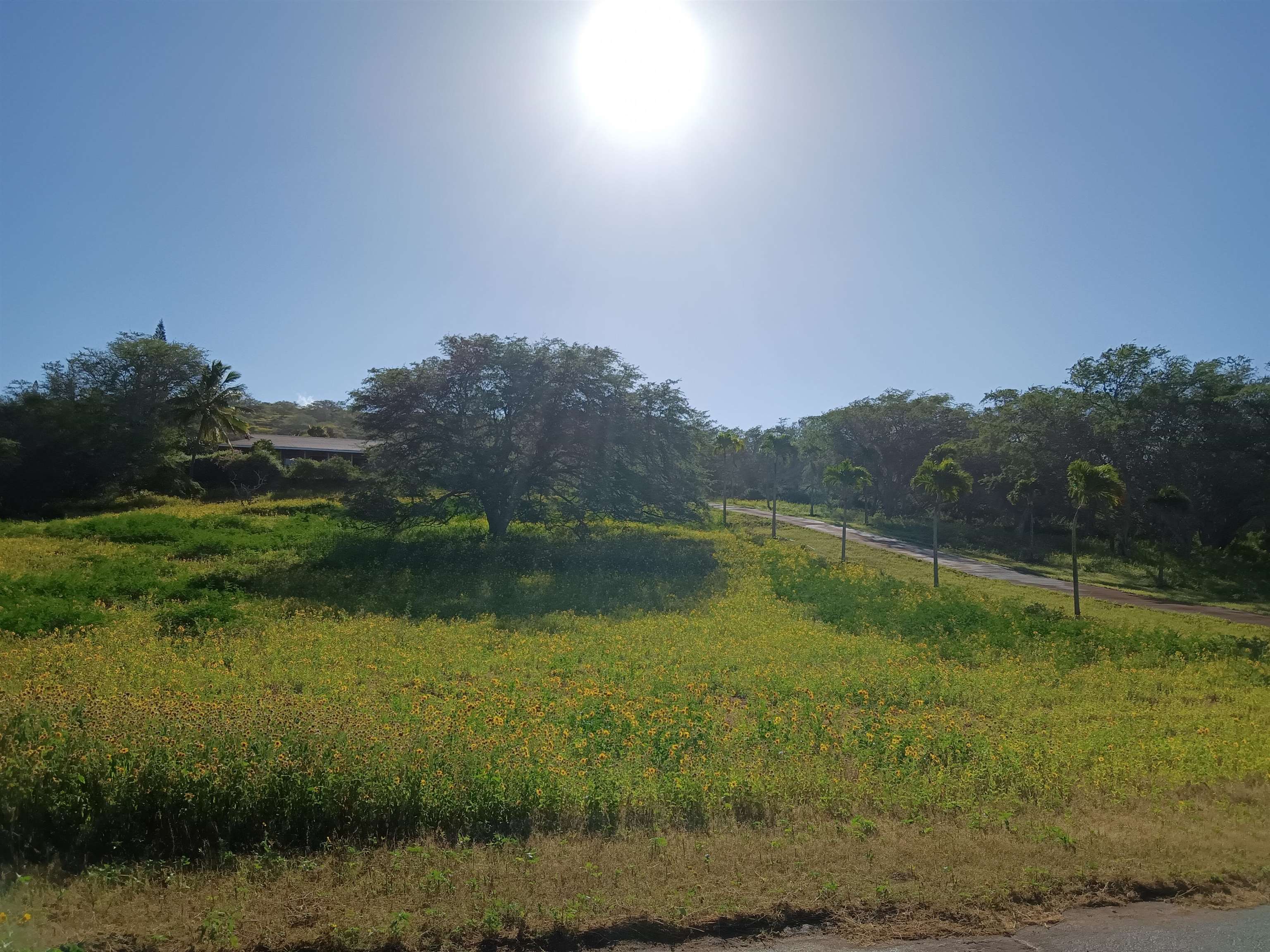 Maui Property Image